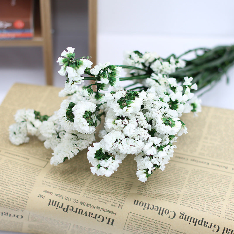 Forget Me Not Dried Flowers Bulk Quantity for Crafts DIY Floral Arrangements
