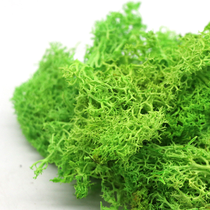 1.7 Ounce Preserved Moss for Crafts Vase Filler Table Centerpieces Fairy Garden Wedding Decor Bulk Quantity