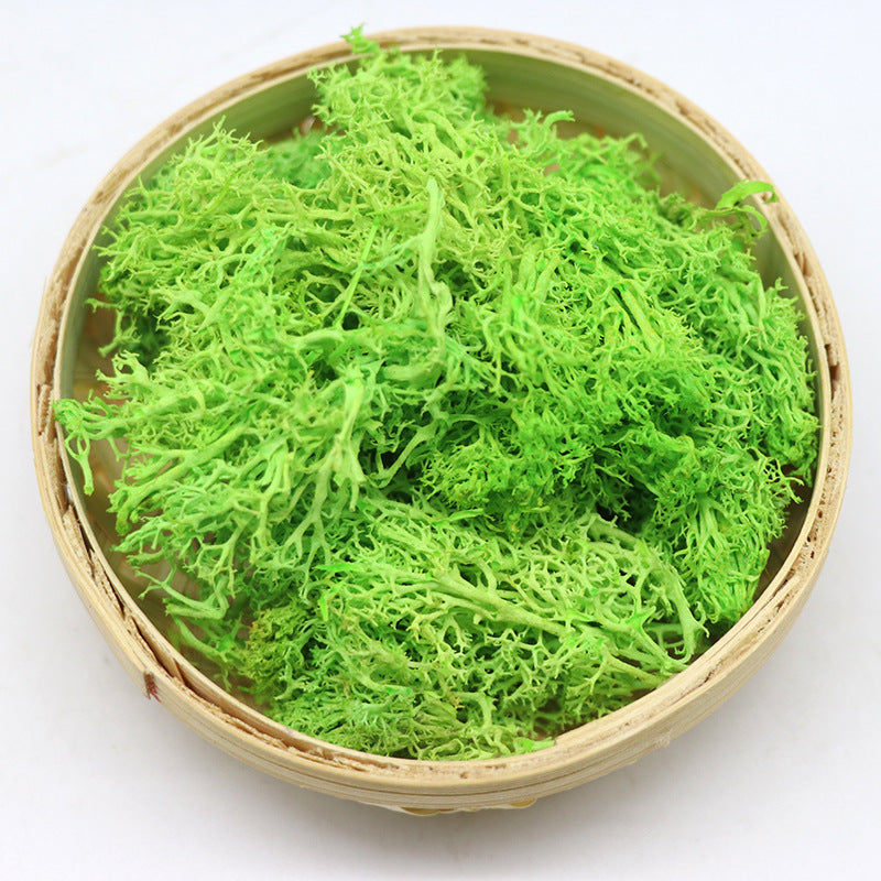 1.7 Ounce Preserved Moss for Crafts Vase Filler Table Centerpieces Fairy Garden Wedding Decor Bulk Quantity