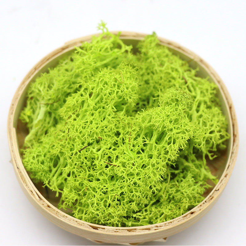 1.7 Ounce Preserved Moss for Crafts Vase Filler Table Centerpieces Fairy Garden Wedding Decor Bulk Quantity