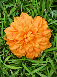 Bulk 5" Artificial Dahlia Heads with Detachable Stems Beautiful Floral Decorations Wholesale