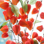 34 Inch Extra Long Stem Artificial Lantern Fruit Vine with Leaves – Bulk Floral Decoration