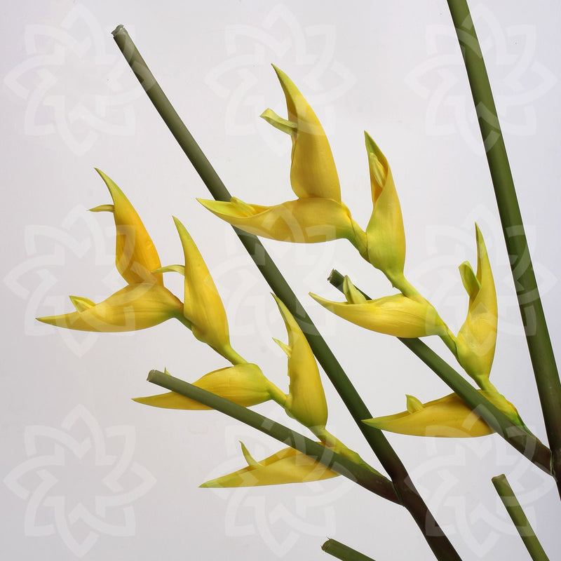20 Inch Artificial Canna Lily Stems 10 Pcs Real Touch Silk Flowers Bulk