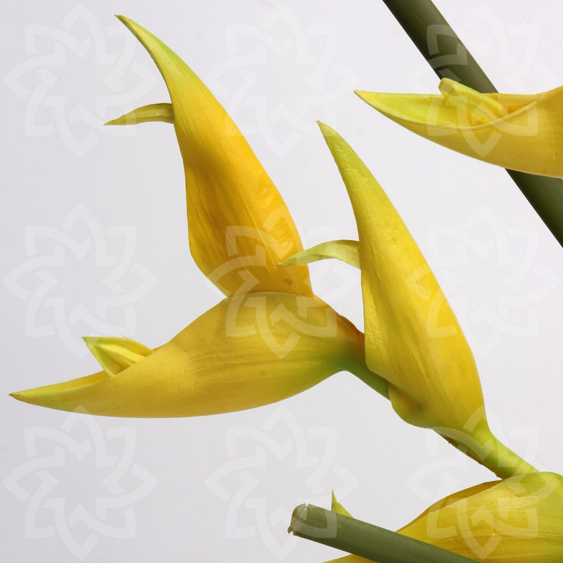 20 Inch Artificial Canna Lily Stems 10 Pcs Real Touch Silk Flowers Bulk