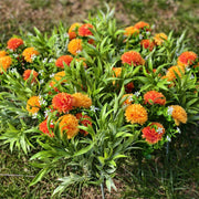 10 Pcs Artificial Chrysanthemum Succulent Gladiolus Bushes UV Resistant Outdoor Plants