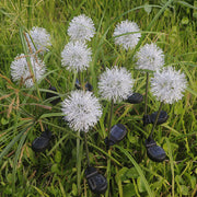 Dandelion Solar LED Garden Light, Outdoor Decorative Lamp, Bulk Pack