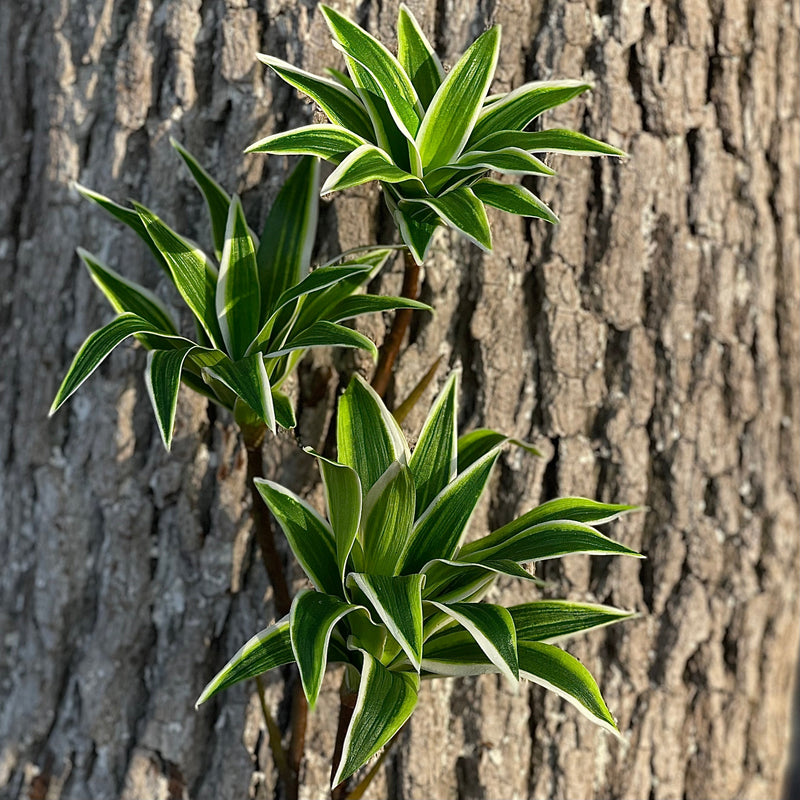 33 Inch Artificial Dracaena Song of India Long Stems Bulk Wholesale Real Touch Plants