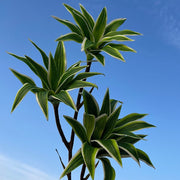 33 Inch Artificial Dracaena Song of India Long Stems Bulk Wholesale Real Touch Plants
