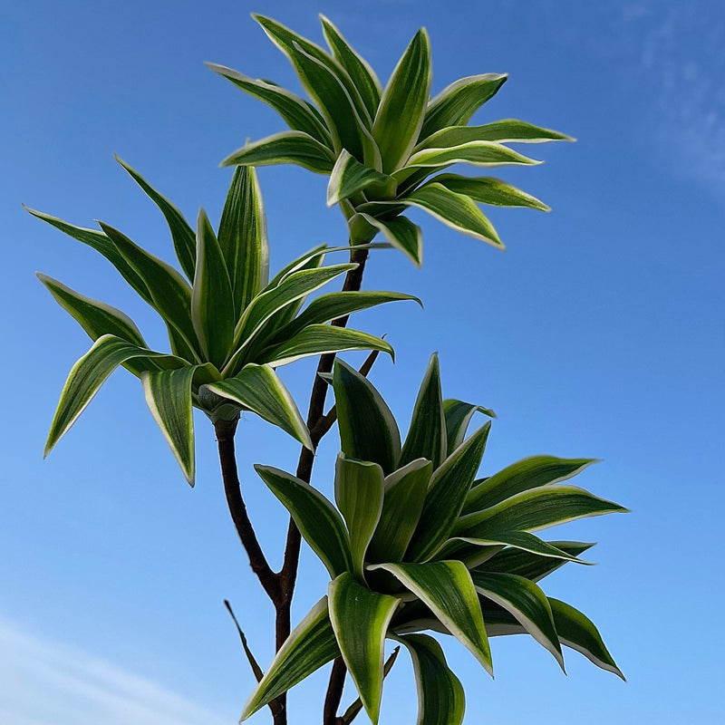 33 Inch Artificial Dracaena Song of India Long Stems Bulk Wholesale Real Touch Plants