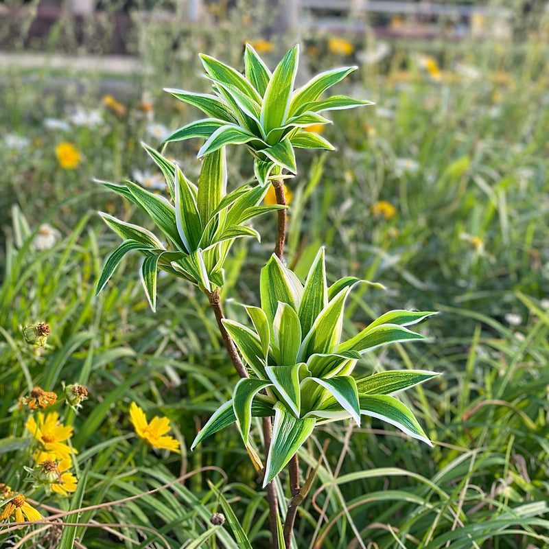 33 Inch Artificial Dracaena Song of India Long Stems Bulk Wholesale Real Touch Plants