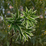 33 Inch Artificial Dracaena Song of India Long Stems Bulk Wholesale Real Touch Plants