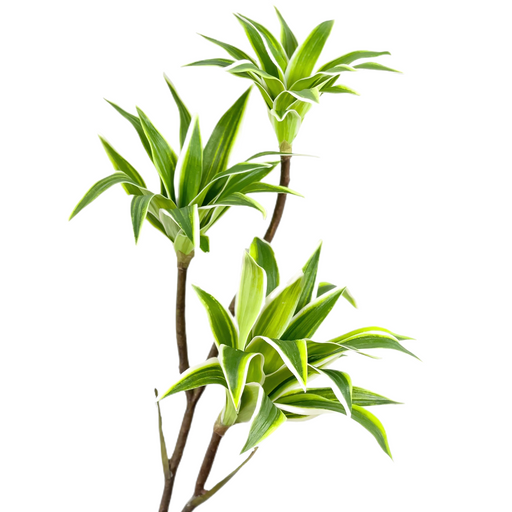 33 Inch Artificial Dracaena Song of India Long Stems Bulk Wholesale Real Touch Plants
