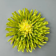 50 Pcs 7 Inch Artificial Dragon's Claw Chrysanthemum Flower Heads for Crafts
