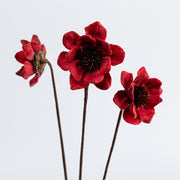 Dried Michelias Flowers for Decoration 2 Inch Size