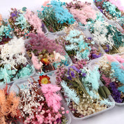 Dried Flowers DIY Material Box, Mixed Colors, Assorted Sizes, Natural Craft Supplies