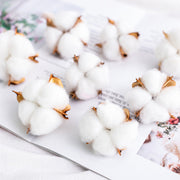Dried Cotton Flowers 10 Stems 12 Inch Natural Decorative Bunch
