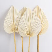 Dried Palm Leaves Fan Shape Natural Boho Decor 12 Inch 5 Pcs