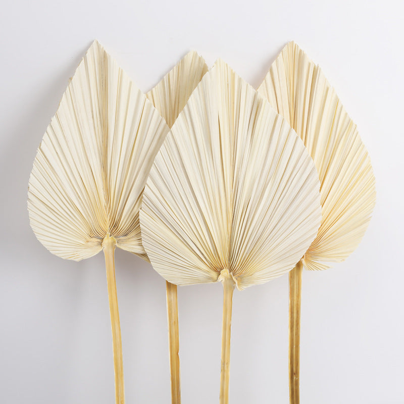 Dried Palm Leaves Fan Shape Natural Boho Decor 12 Inch 5 Pcs