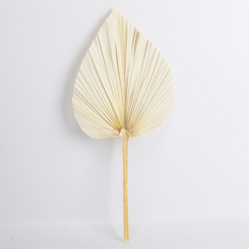 Dried Palm Leaves Fan Shape Natural Boho Decor 12 Inch 5 Pcs