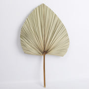 Dried Palm Leaves Fan Shape Natural Boho Decor 12 Inch 5 Pcs
