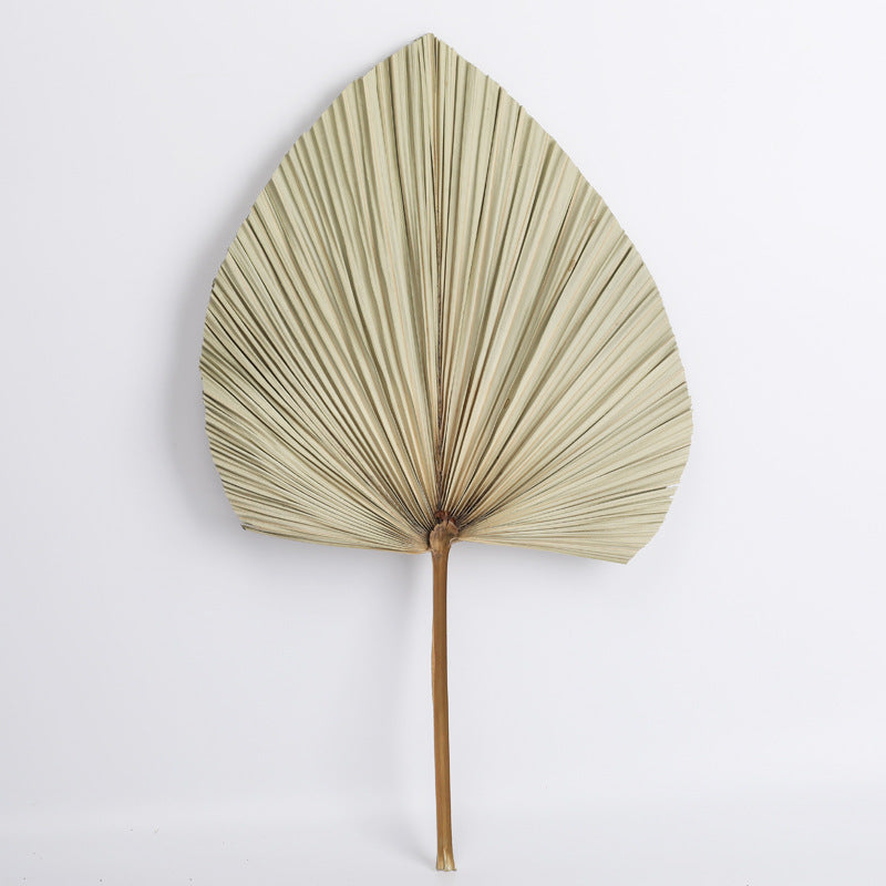 Dried Palm Leaves Fan Shape Natural Boho Decor 12 Inch 5 Pcs