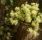 31 Inch Artificial Wax Flower Stems Chamelaucium Uncinatum Bulk Quantity