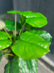 28 Inch Artificial Elephant Leaf Plant Tree with Black Pot, Large Faux Indoor Outdoor Decor, Bulk Quantity