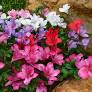 2 Pcs Artificial Silk Azalea Hanging Flowers, Realistic Faux Blooms, UV Resistant, No Fade, for Home Garden Balcony Yard