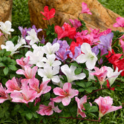 2 Pcs Artificial Silk Azalea Hanging Flowers, Realistic Faux Blooms, UV Resistant, No Fade, for Home Garden Balcony Yard