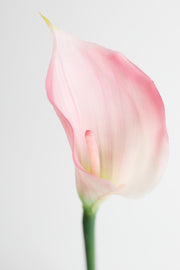 Real Touch Calla Lily Stem, Artificial Silk Flower, 12 Inch, Single Stem