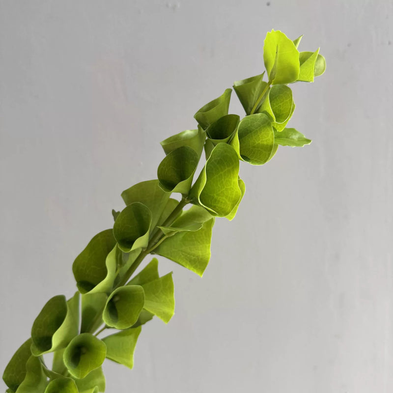 Floral Greenery Stems, Artificial Shell Leaf Eucalyptus, 40" Tall