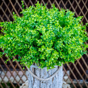 UV Resistant Artificial Boxwood Bush Plants for Outdoor Use – Bulk Quantity