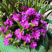 24 Stems Large Artificial Impatiens Bush UV Resistant Outdoor Silk Flowers
