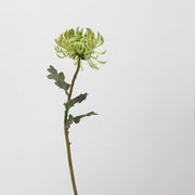 23.6 Inch Artificial Chrysanthemum Stems, Large Heads, Real Touch, Fall Winter Flowers, Bulk Pack