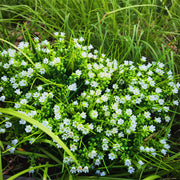 8 Bundles Lily of the Valley Artificial Flowers for Outdoors UV Resistant Bush Plants Bulk