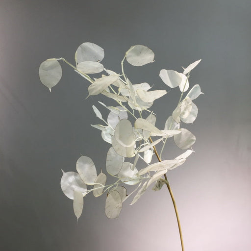 35 Inch Lunaria Stems Branches 10 Pcs White Burnt Orange Artificial Leaves Plants
