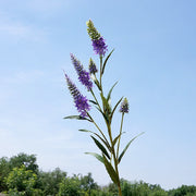 29.5 Inch Artificial Lupin Stems 6 Pcs Faux Plastic Flower Spray Branches for Arrangements