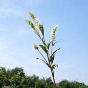 29.5 Inch Artificial Lupin Stems 6 Pcs Faux Plastic Flower Spray Branches for Arrangements