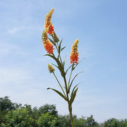 29.5 Inch Artificial Lupin Stems 6 Pcs Faux Plastic Flower Spray Branches for Arrangements