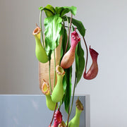 2 Pcs Artificial Nepenthes Pitcher Plant Stems, Real Touch Tropical Green, 12 Inch Silk