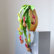 2 Pcs Artificial Nepenthes Pitcher Plant Stems, Real Touch Tropical Green, 12 Inch Silk