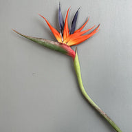 Wedding Decor Large Real Touch Artificial Bird of Paradise - Premium Photo Prop & Home Accent