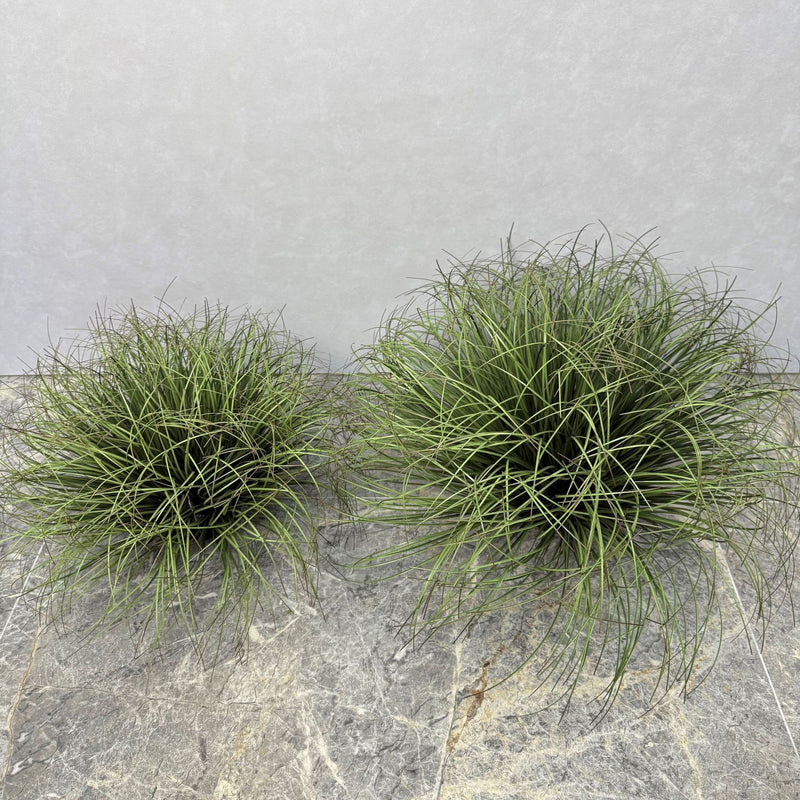 Artificial Cattail Grass Bush, 12" Tall, Plastic, Indoor/Outdoor Decor for Home, Office, Weddings, Events