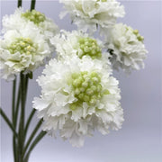 Artificial White Scabiosa Flowers 24 Inch Stems 10 Pcs Bulk Silk Floral Stems