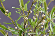 3 Pcs Artificial Mistletoe Stems with Leaf and Pearl Fruit, 12 Inch Winter Xmas Floral Arrangement