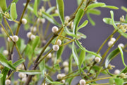 3 Pcs Artificial Mistletoe Stems with Leaf and Pearl Fruit, 12 Inch Winter Xmas Floral Arrangement