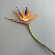 Wedding Decor Large Real Touch Artificial Bird of Paradise - Premium Photo Prop & Home Accent