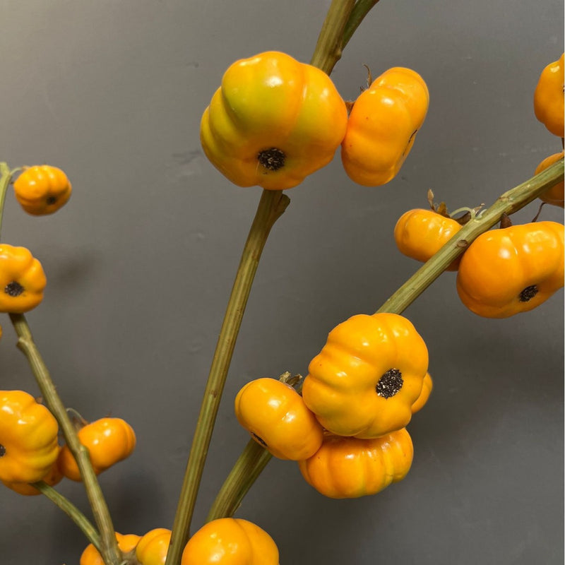 Single Stem Artificial Pumpkin Decoration, 25" Long with 13 Blooms, Foam Material, Perfect for Home, Holiday, and Commercial Decor