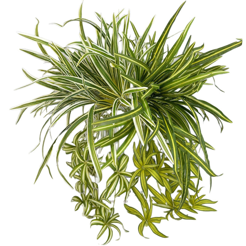 Artificial Trailing Spider Plant, 26" Height, UV-Resistant Vine for Home, Wedding, and Event Decor