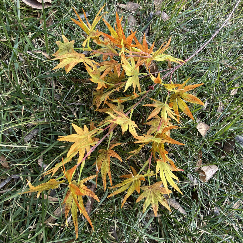Single Stem Artificial Maple Leaf Branch, 38 Blooms, 39" Tall, Silk-Like Fabric, Perfect for Weddings, Home Decor, and Events